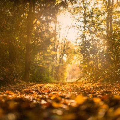 半岛网页版入口官网