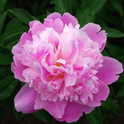 365体育亚洲官方入口app下载