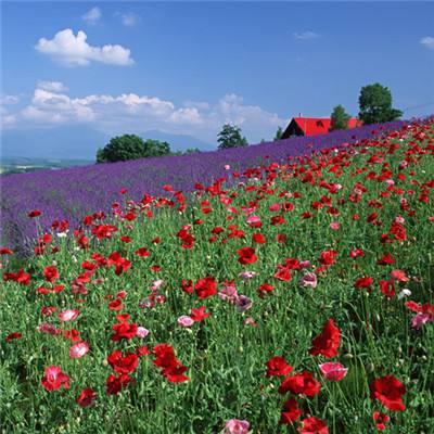 九州官网十年信誉玩家首选手机app下载